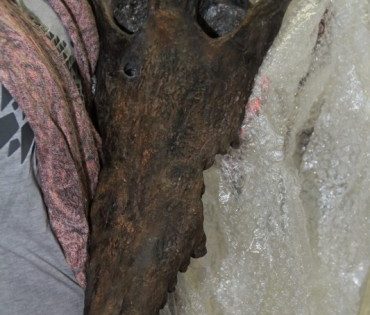 Fóssil de um crocodilo do período pleistoceno será uma das atrações do Museu da Memória