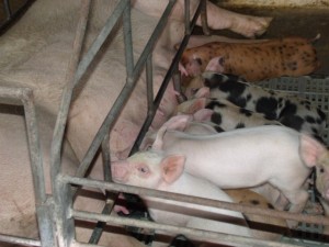 Carne suína: o próximo passo para expansão do agronegócio em Rondônia