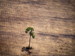 Combate ao desmatamento gera crédito ao reduzir emissão de gases. (Foto: Raphael Alves/AFP) Créditos