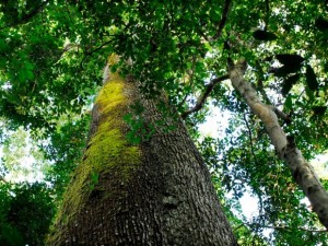 Árvore no Parque estadual do Cristalino, no norte de Mato Grosso: bioma amazônico carece de recursos para manter combate ao desmatamento e sustentabilidade, defende Sema. (Foto: Marcos Vergueiro/Secom-MT)