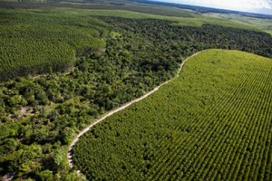 Rondonia-Dinamica-Florestas-Plantadas