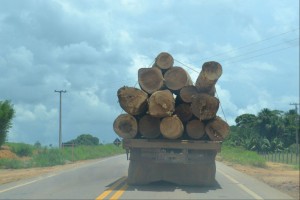 Caminhões com madeira extraída de maneira irregular circulam livremente pelo estado, em um sinal do tamanho do problema