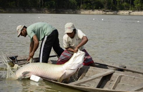 O pirarucu é um dos maiores peixes de águas fluviais e lacustres do Brasil Divulgação/Opan/Adriano Gambarini
